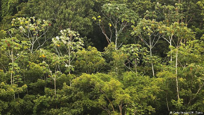 DENÚNCIA – Governo libera reserva na Amazônia para exploração